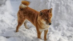 shiba