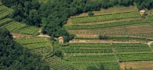 agricoltura